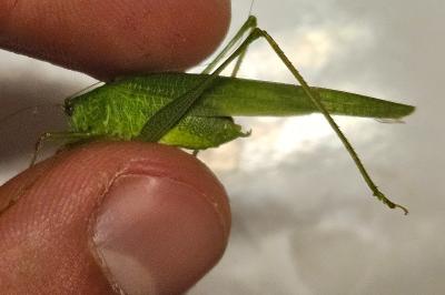 <i>Phaneroptera nana</i>