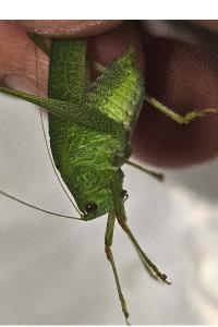 <i>Phaneroptera nana</i>
