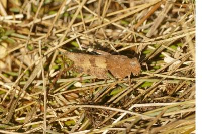 <i>Oedipoda caerulescens</i>