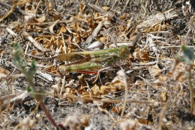 <i>Oedaleus decorus</i>
