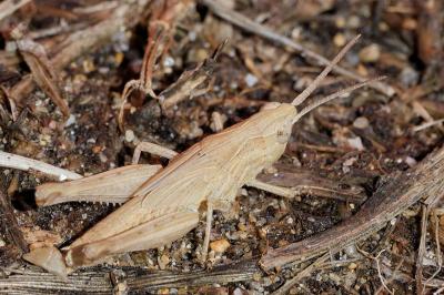 <i>Chorthippus</i>
