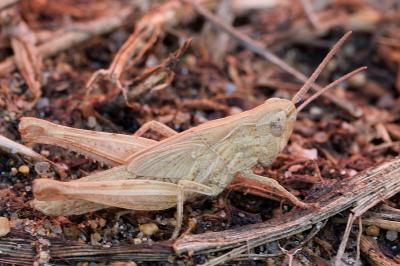<i>Chorthippus</i>