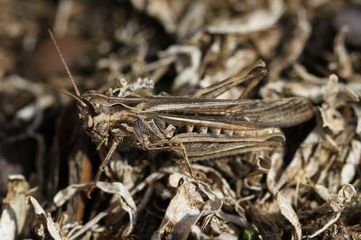 <i>Chorthippus biguttulus/brunneus</i>