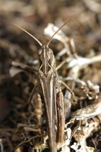 <i>Chorthippus biguttulus/brunneus</i>