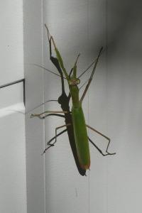 <i>Mantis religiosa</i>
