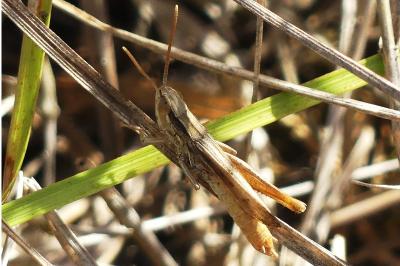 <i>Euchorthippus elegantulus</i>