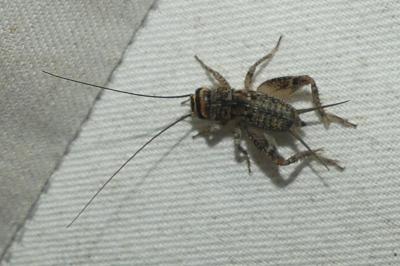 <i>Eumodicogryllus bordigalensis</i>