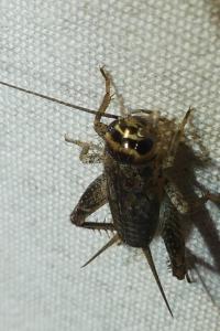 <i>Eumodicogryllus bordigalensis</i>