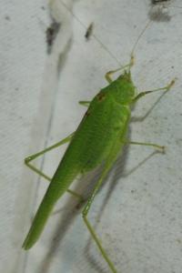 <i>Phaneroptera nana</i>