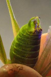 <i>Phaneroptera nana</i>