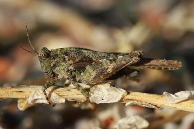 <i>Tetrix ceperoi</i>