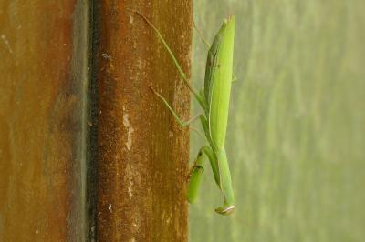 <i>Mantis religiosa</i>