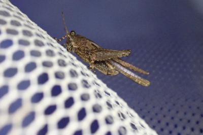<i>Tetrix ceperoi</i>