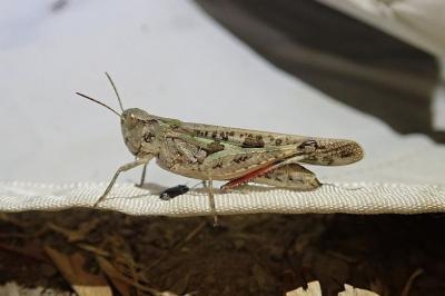 <i>Aiolopus thalassinus</i>