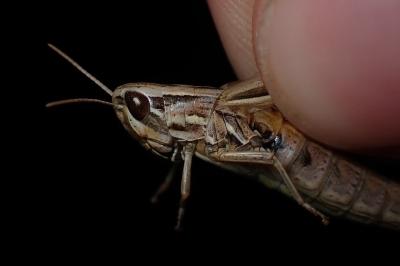 <i>Euchorthippus declivus</i>