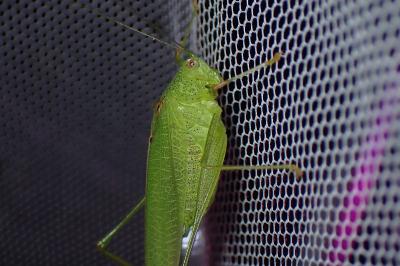 <i>Phaneroptera nana</i>