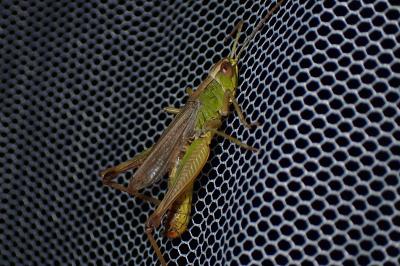<i>Pseudochorthippus parallelus</i>