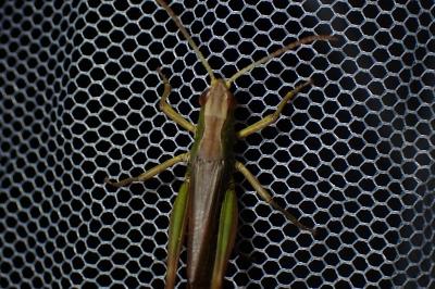<i>Pseudochorthippus parallelus</i>