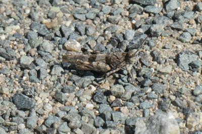 <i>Oedipoda caerulescens</i>
