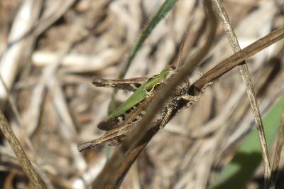 <i>Omocestus rufipes</i>