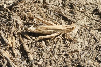 <i>Chorthippus albomarginatus</i>