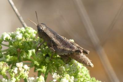<i>Pezotettix giornae</i>