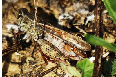 <i>Calliptamus italicus</i>