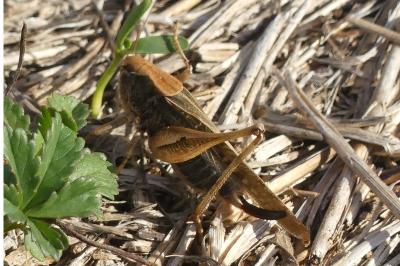 <i>Platycleis albopunctata</i>