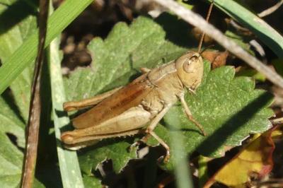 <i>Chorthippus dorsatus</i>