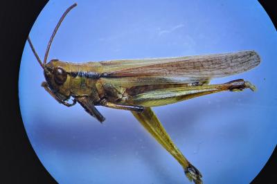 <i>Mecostethus parapleurus</i>