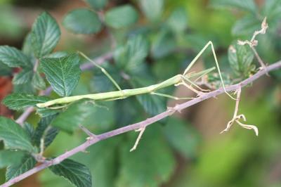 <i>Clonopsis gallica</i>