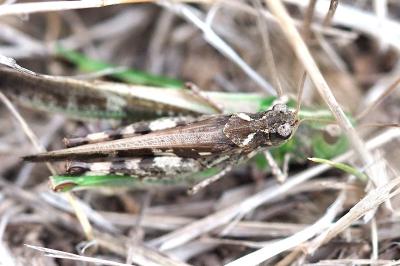<i>Aiolopus thalassinus</i>