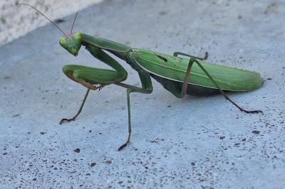 <i>Mantis religiosa</i>