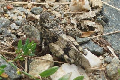 <i>Oedipoda caerulescens</i>