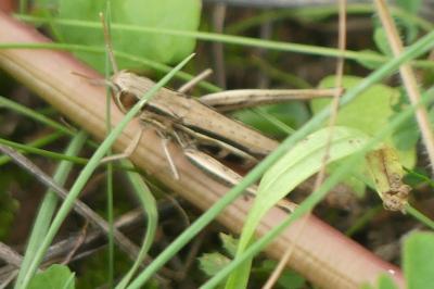 <i>Euchorthippus elegantulus</i>