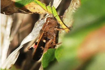 <i>Aiolopus strepens</i>
