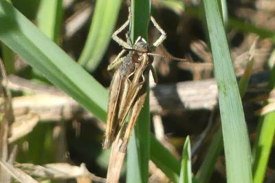 <i>Omocestus rufipes</i>