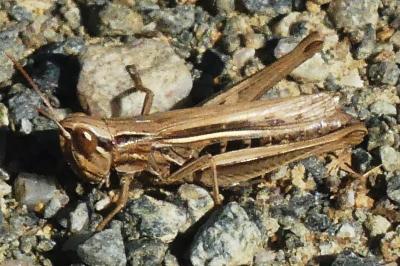 <i>Chorthippus albomarginatus</i>