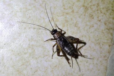 <i>Nemobius sylvestris</i>