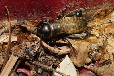 <i>Gryllus campestris</i>