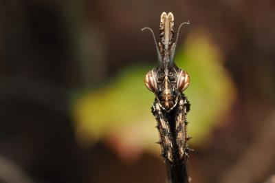 <i>Empusa pennata</i>