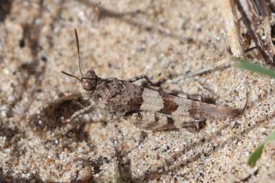 <i>Oedipoda caerulescens</i>