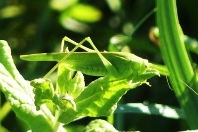 <i>Phaneroptera nana</i>