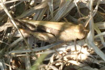 <i>Aiolopus strepens</i>