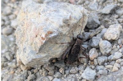 <i>Nemobius sylvestris</i>