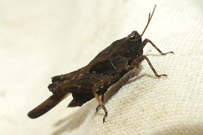 <i>Tetrix subulata</i>