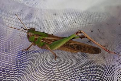 <i>Locusta migratoria</i>