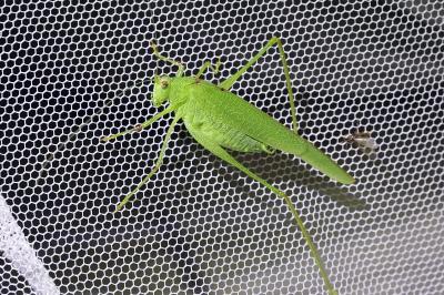 <i>Phaneroptera nana</i>