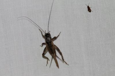 <i>Eumodicogryllus bordigalensis</i>