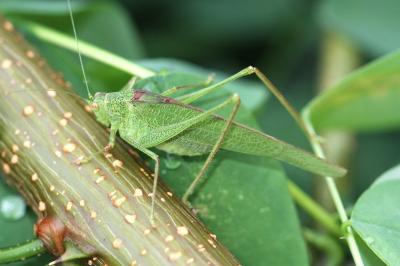 <i>Phaneroptera nana</i>